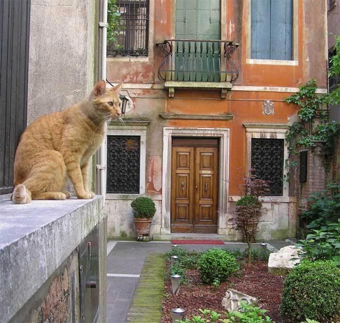 Ca' Angeli Bed & Breakfast Veneţia Exterior foto